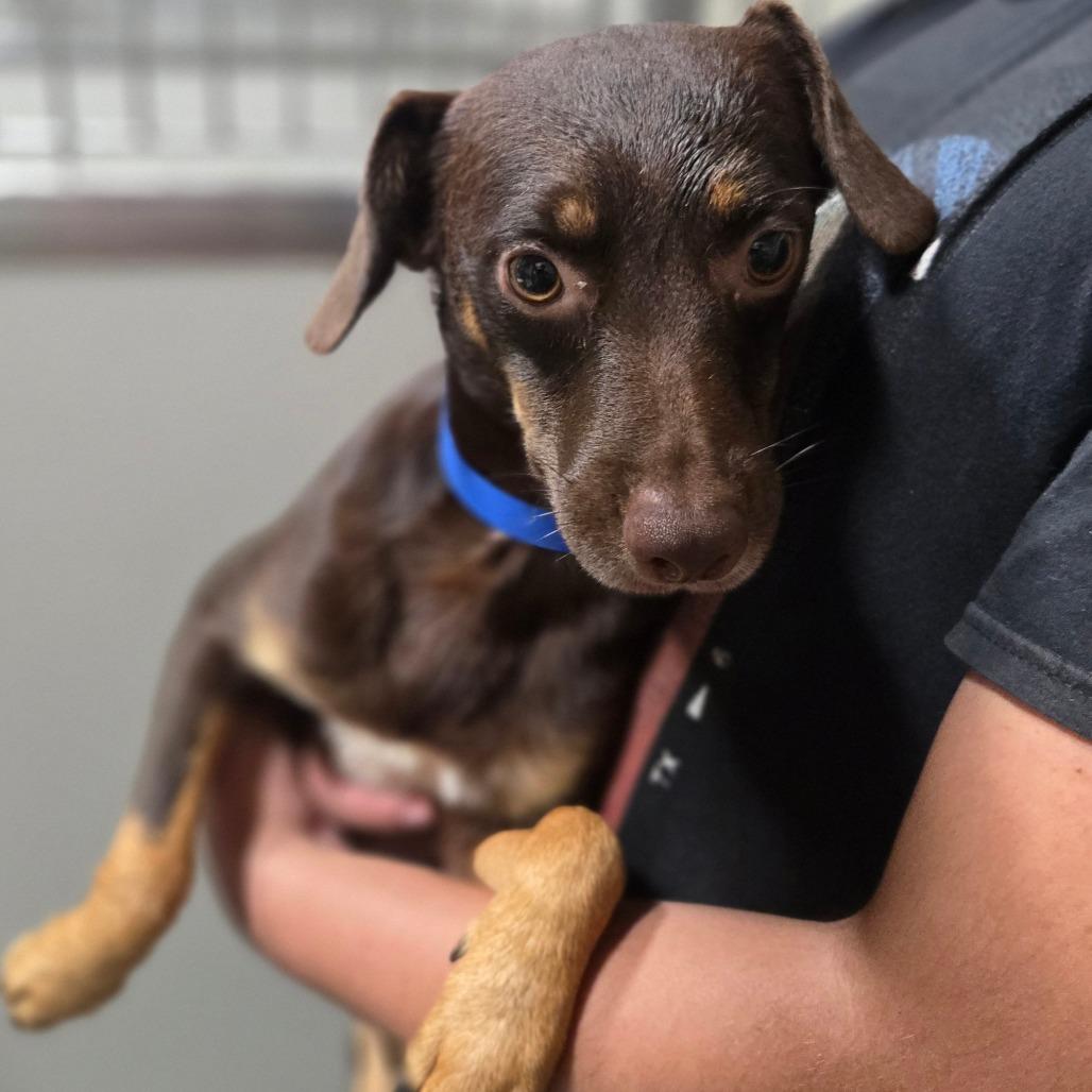 Enlarge Dan, a Adoptable mixed breed in Hattiesburg, MS image 3/4
