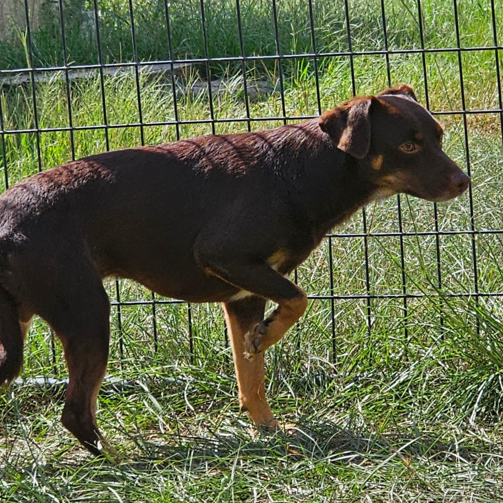 Enlarge Dan, a Adoptable mixed breed in Hattiesburg, MS image 4/4