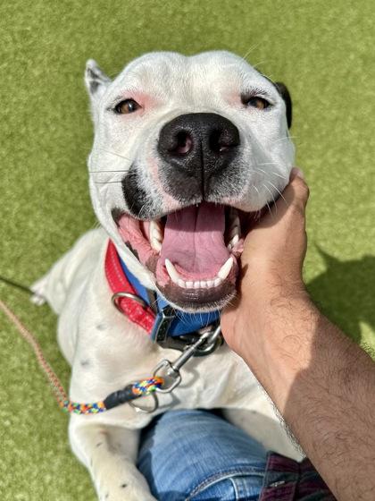 Enlarge Toe, a Adoptable mixed breed in Wichita, KS image 2/3