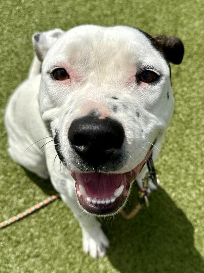 Enlarge Toe, a Adoptable mixed breed in Wichita, KS image 3/3
