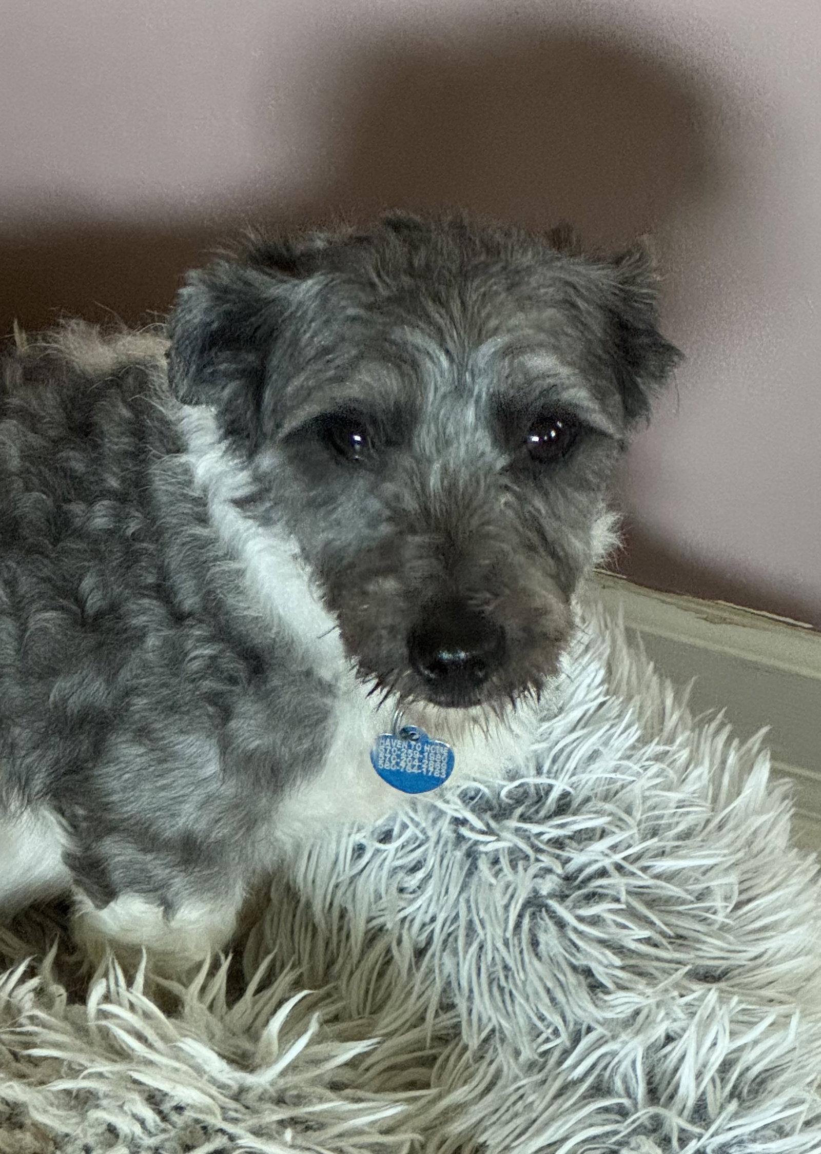 Alex Xavier, Adoptable, Adult Male Coton de Tulear.