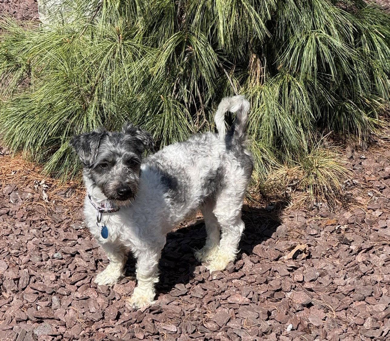 Enlarge Alex Xavier, a Adoptable Coton de Tulear in Berwick, PA image 2/3