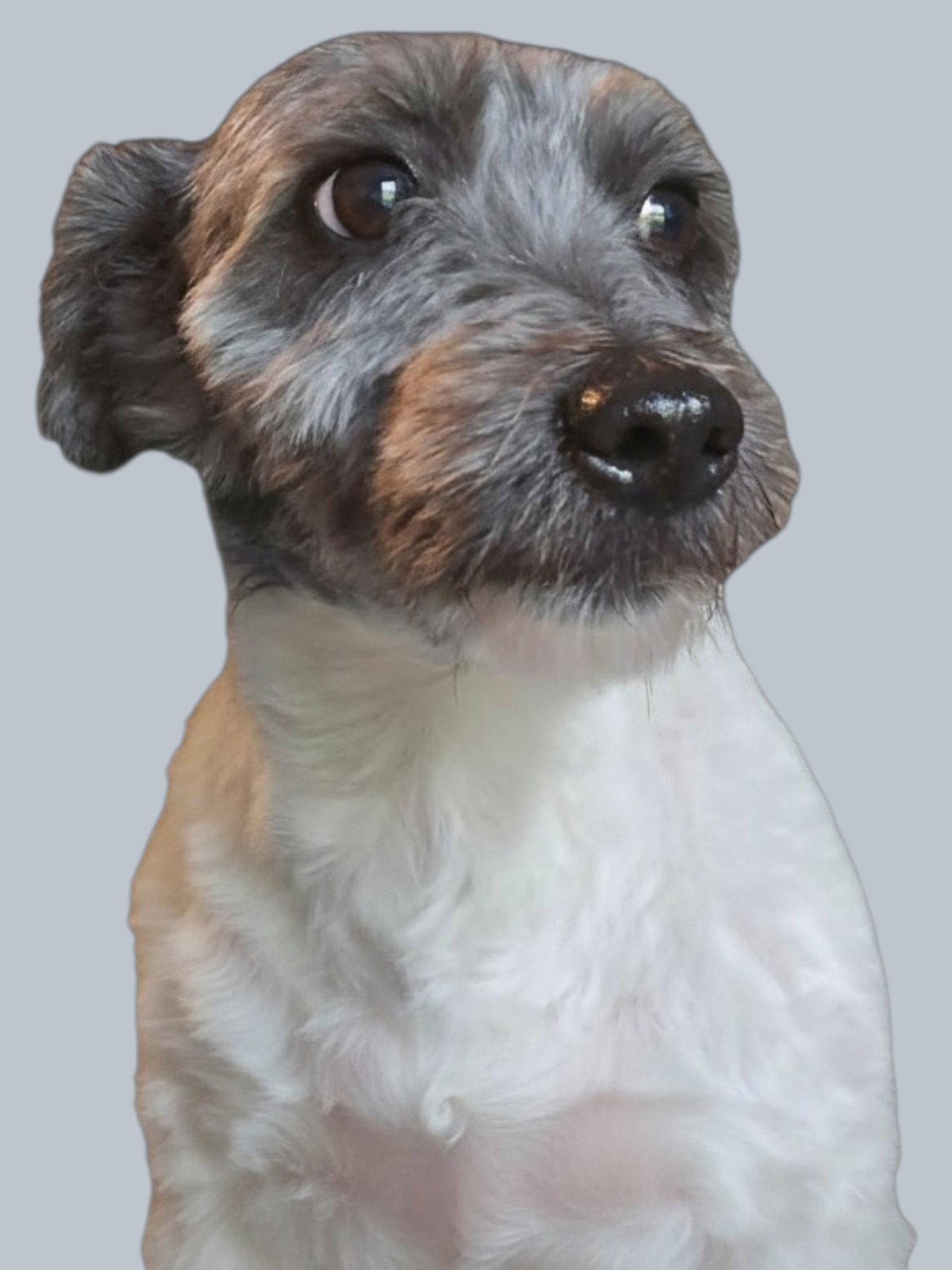 Enlarge Alex Xavier, a Adoptable Coton de Tulear in Berwick, PA image 3/3