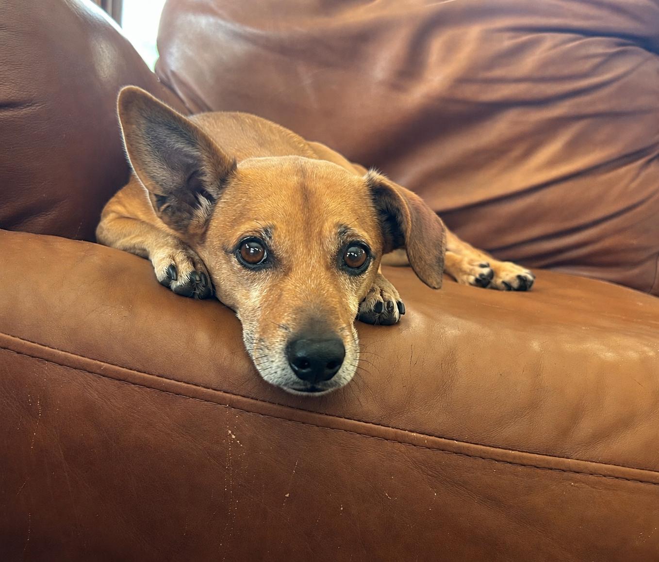 Dylan, ADOPTABLE, Adult Male Dachshund.