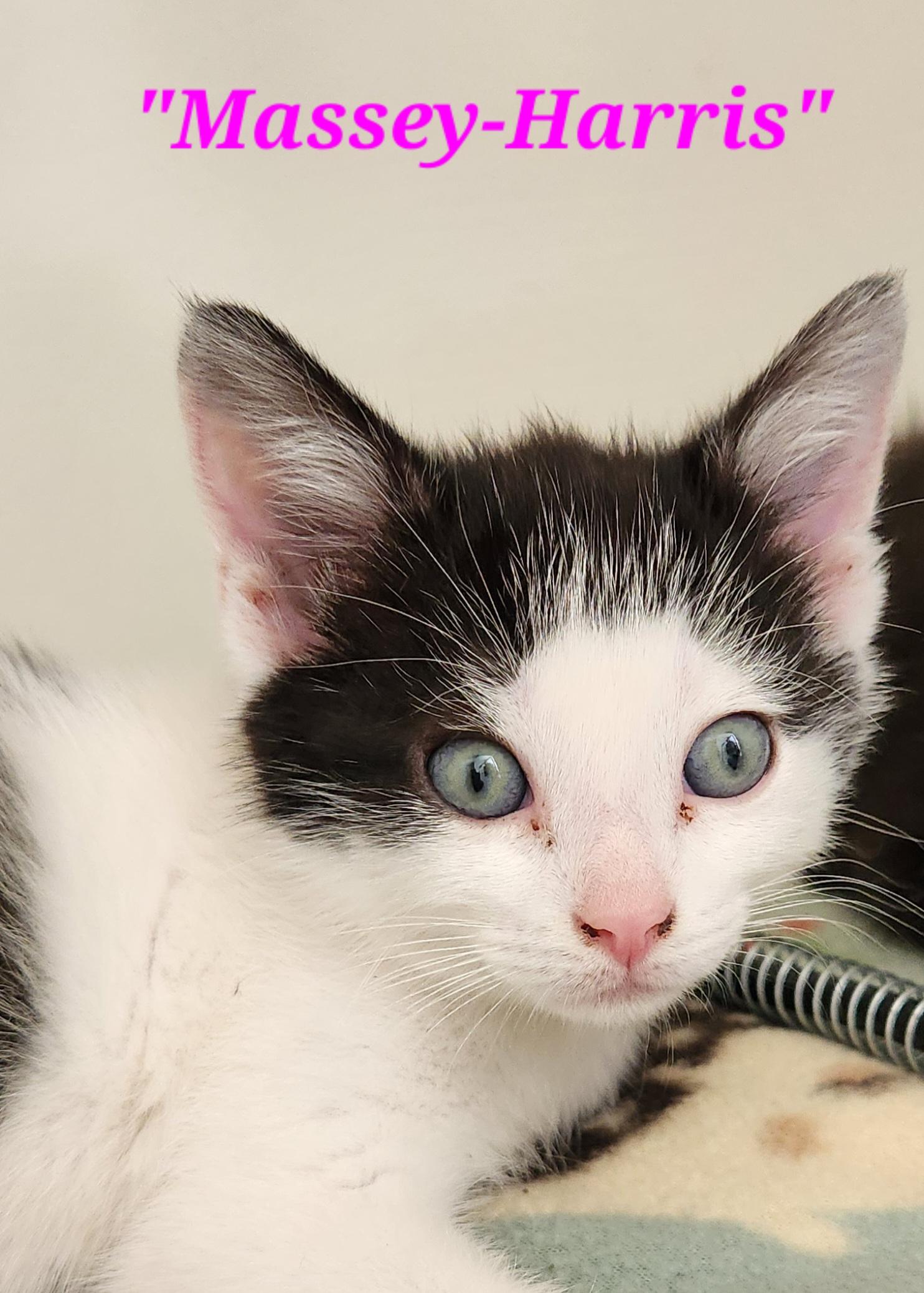 Enlarge Massey-Harris, a Adopted Domestic Short Hair in Richland, MI image 1/1