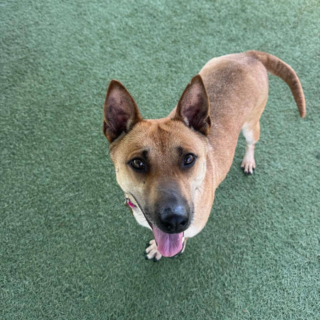 Eve, Adoptable, Adult Female Carolina Dog & Mixed Breed.