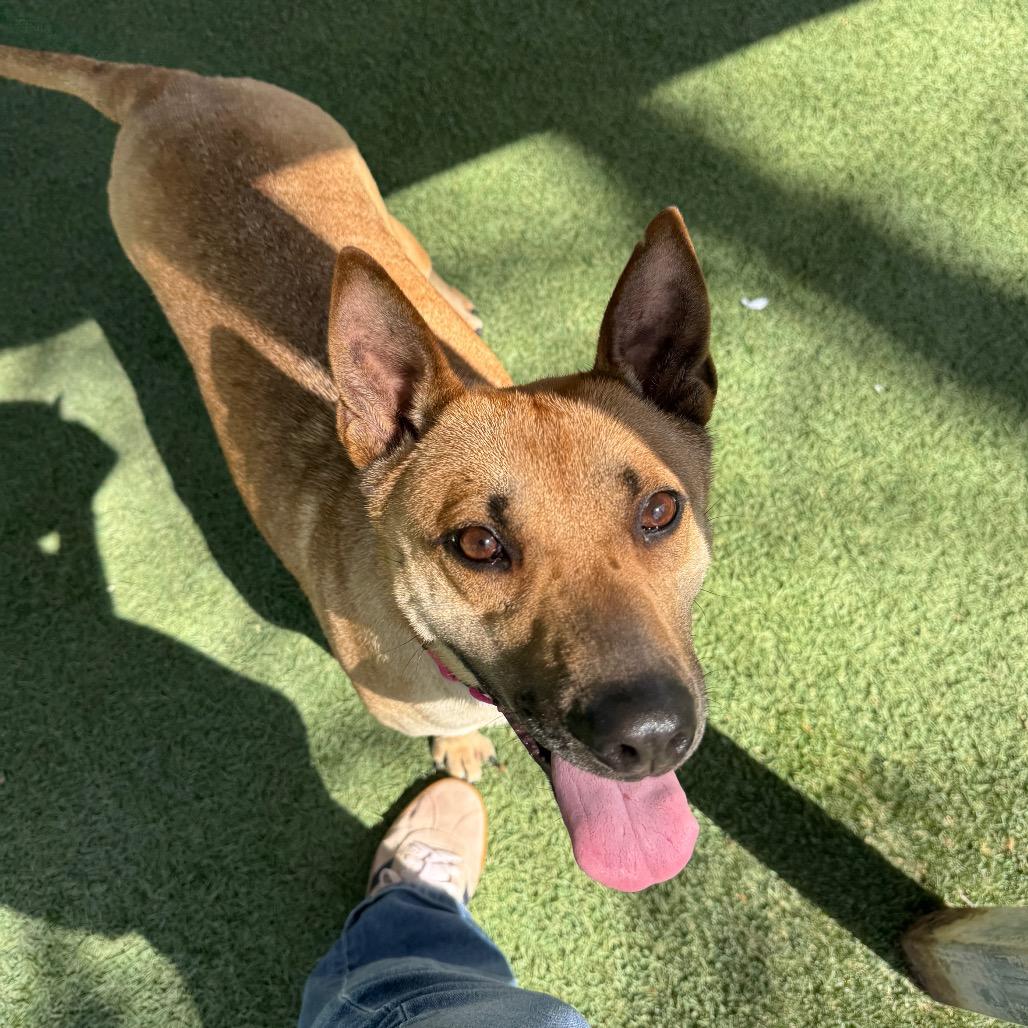 Enlarge Eve, a Adoptable mixed breed in Buellton, CA image 2/6