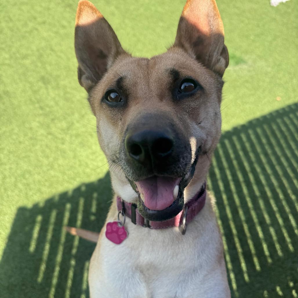 Enlarge Eve, a Adoptable mixed breed in Buellton, CA image 2/6