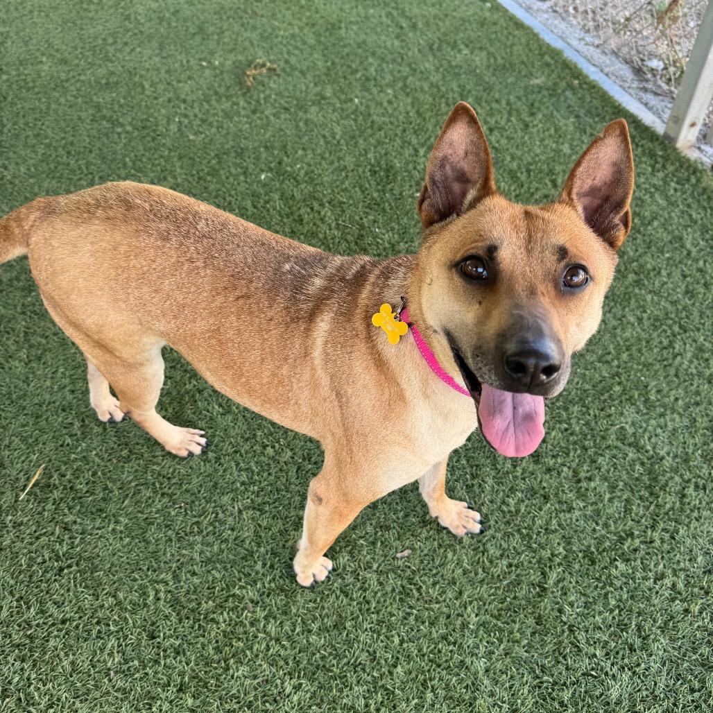 Enlarge Eve, a Adoptable mixed breed in Buellton, CA image 3/6