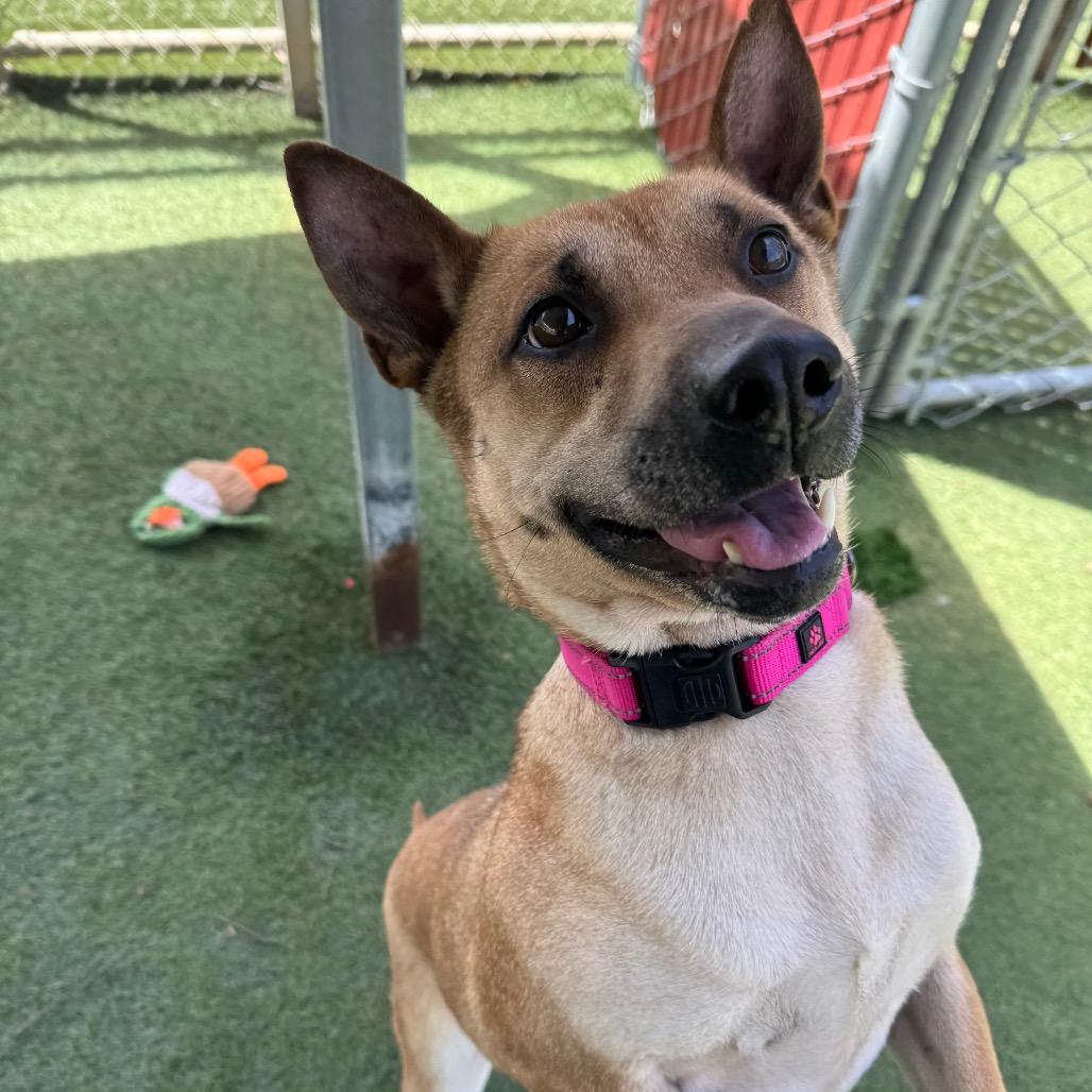Enlarge Eve, a Adoptable mixed breed in Buellton, CA image 4/6