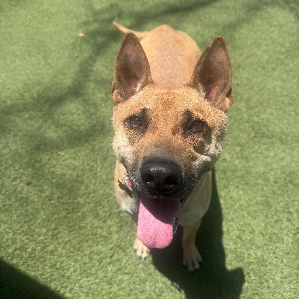 Enlarge Eve, a Adoptable mixed breed in Buellton, CA image 4/6