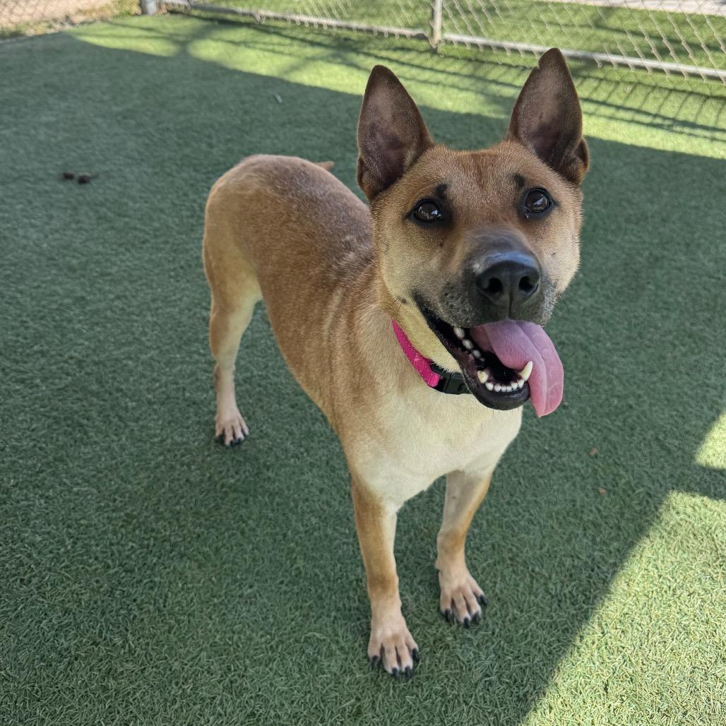 Enlarge Eve, a Adoptable mixed breed in Buellton, CA image 5/6