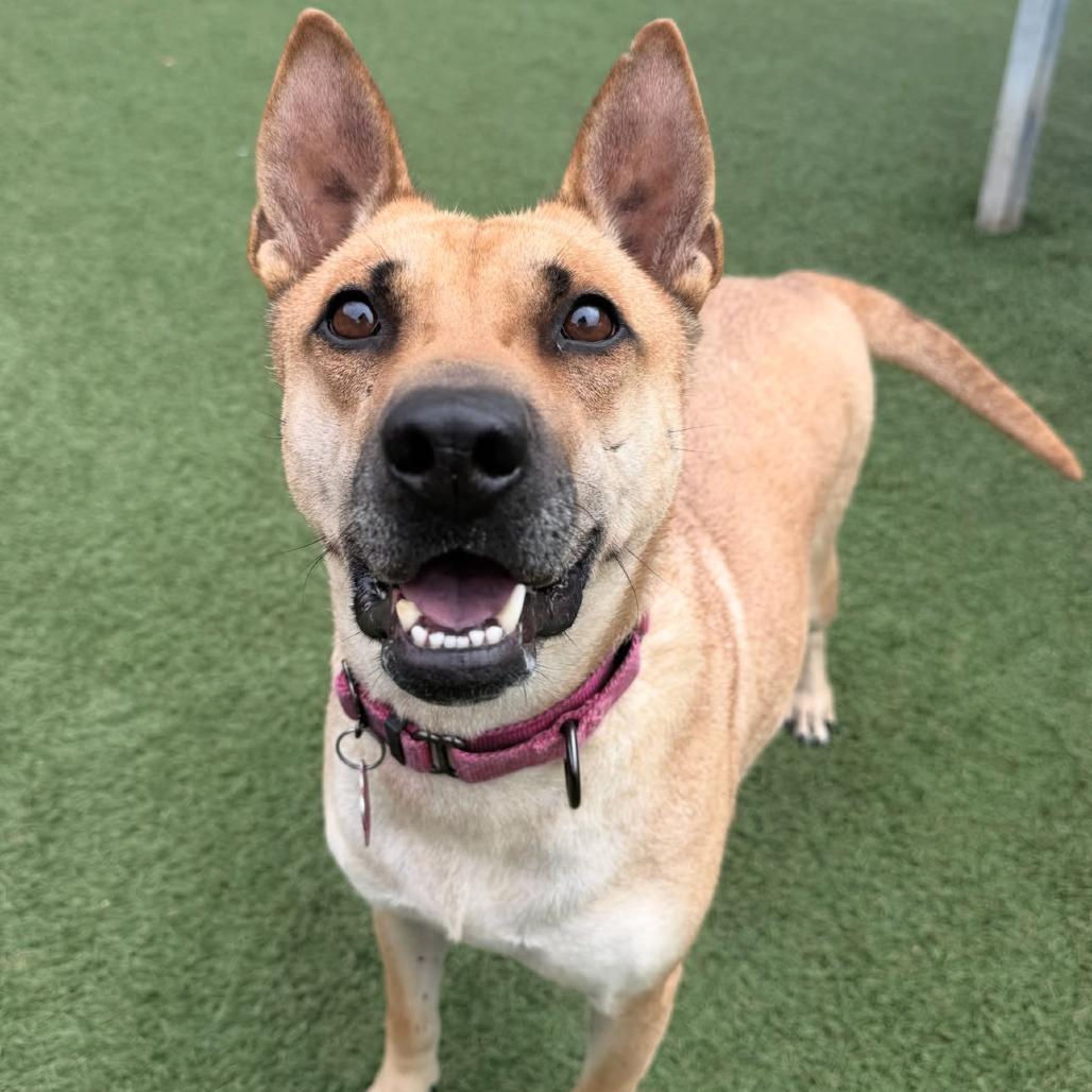 Enlarge Eve, a Adoptable mixed breed in Buellton, CA image 5/6