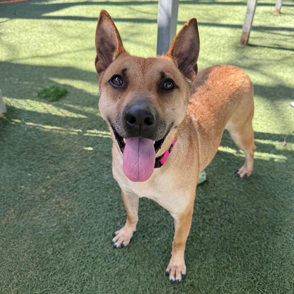 Enlarge Eve, a Adoptable mixed breed in Buellton, CA image 6/6