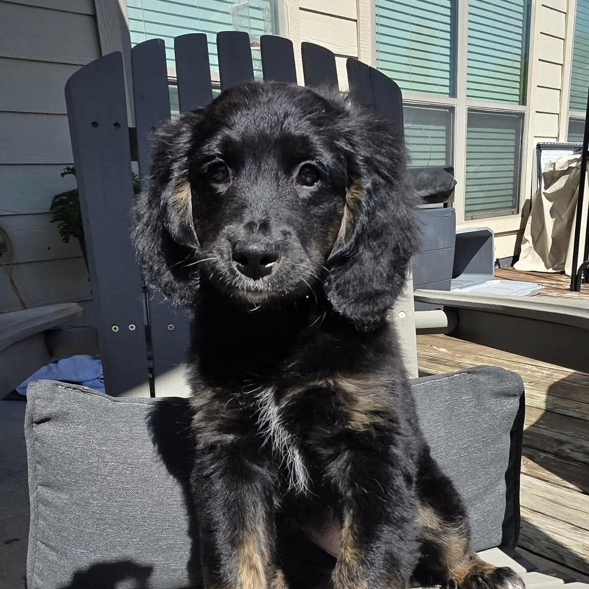 Enlarge Maple, an adopted mixed breed in Warren, RI image 2/6