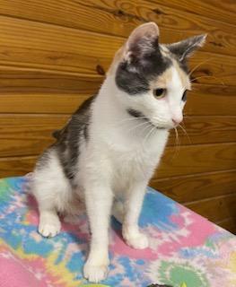 Mimosa - talkative, gentle and loving