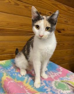 Mimosa - talkative, gentle and loving