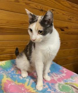 Mimosa - talkative, gentle and loving