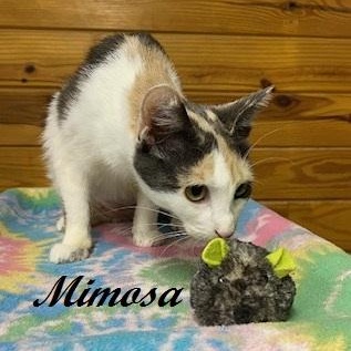 Mimosa - talkative, gentle and loving