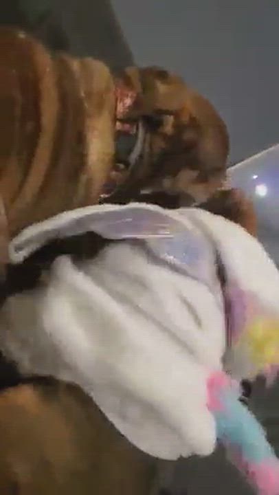 Enlarge Mia, a Adopted mixed breed in Sandwich, MA video 5/9