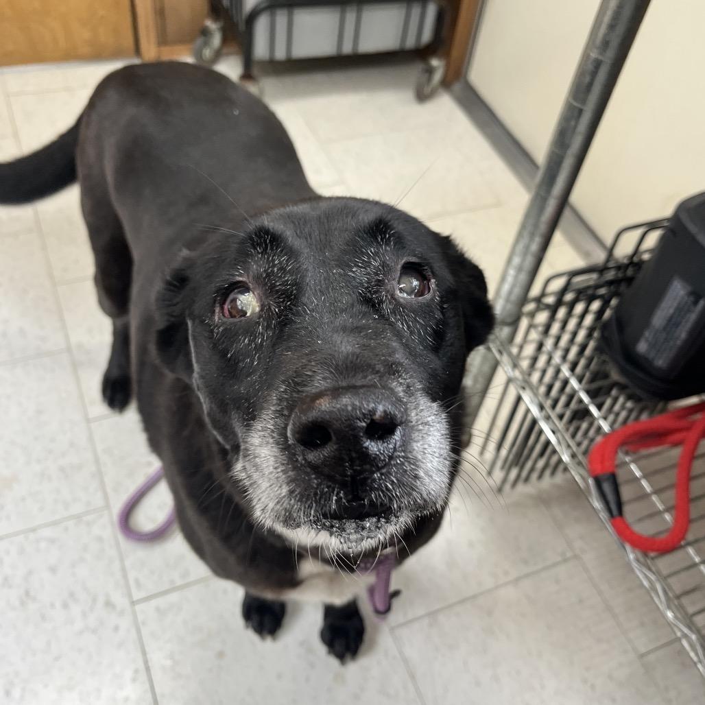 Luna Star, Adoptable, Senior Female Mixed Breed.