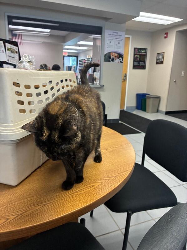 Gabby, Adoptable, Adult Female Domestic Short Hair.