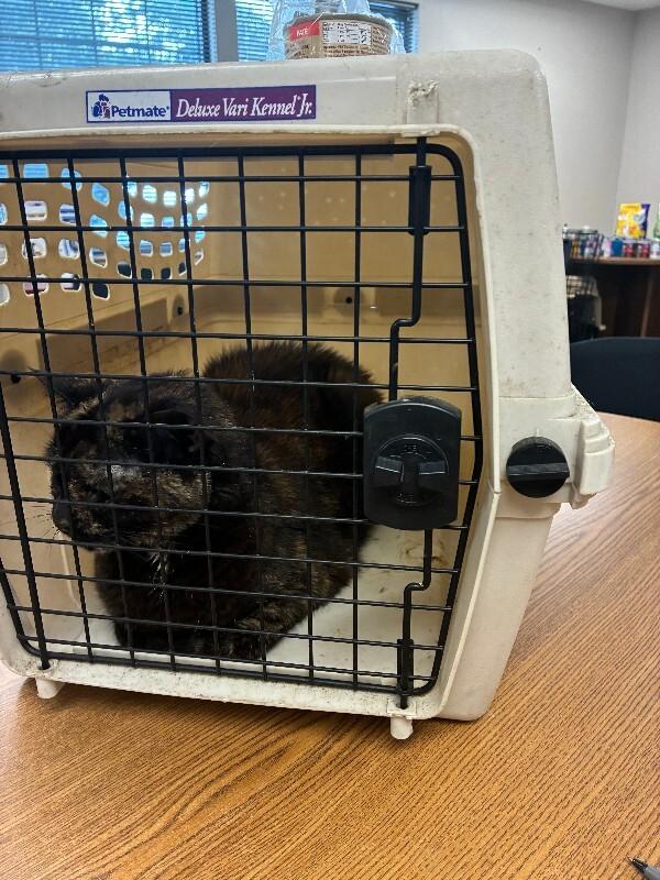 Enlarge Gabby, a Adoptable Domestic Short Hair in Rochester, NY image 2/6
