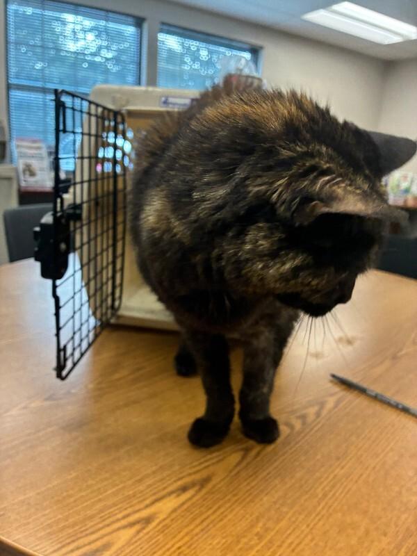 Enlarge Gabby, a Adoptable Domestic Short Hair in Rochester, NY image 3/6
