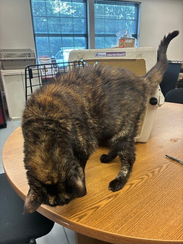 Enlarge Gabby, a Adoptable Domestic Short Hair in Rochester, NY image 4/6