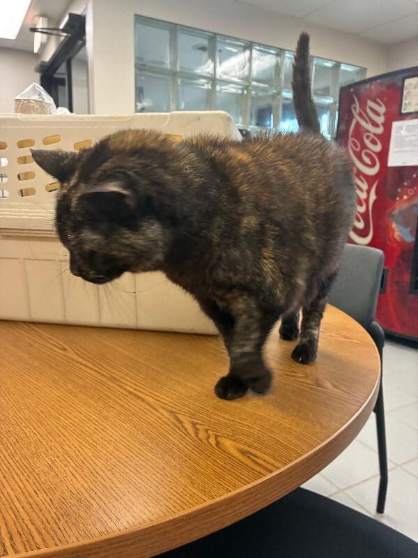 Enlarge Gabby, a Adoptable Domestic Short Hair in Rochester, NY image 5/6