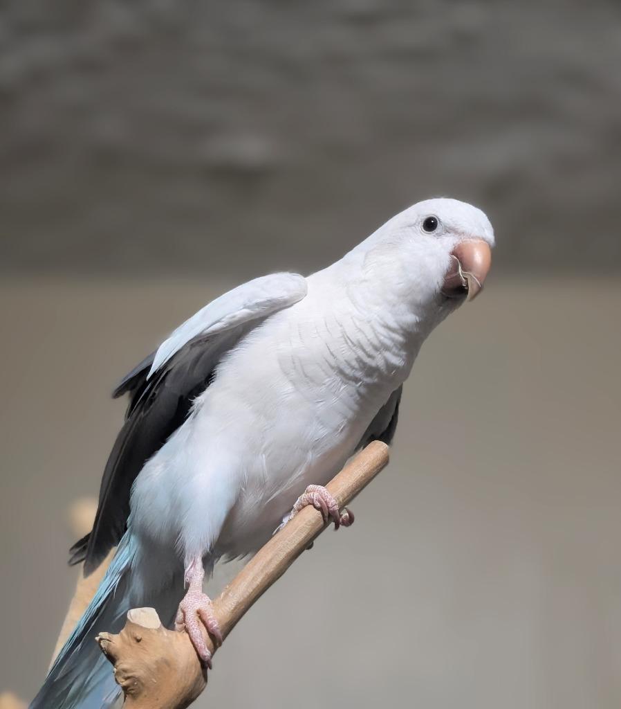 Buffy, Adoptable, Adult Female Quaker Parakeet.