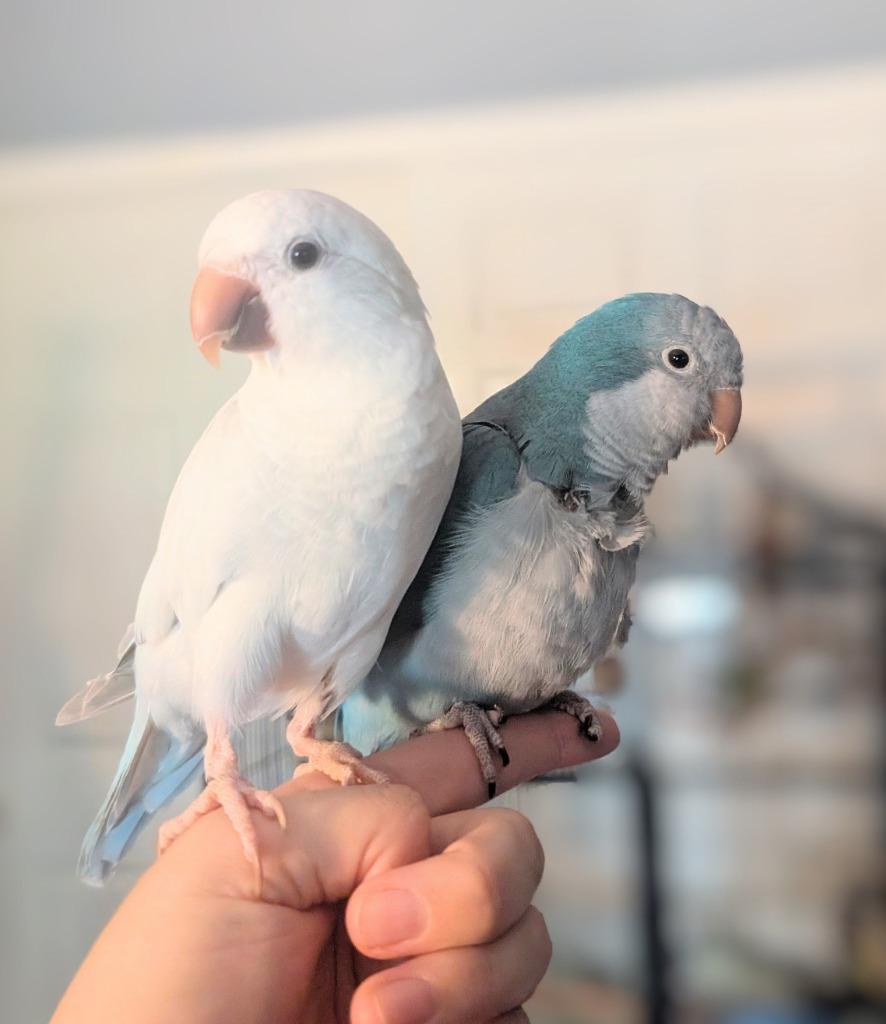 Enlarge Buffy, a Adoptable Quaker Parakeet in Ballwin, MO image 3/6