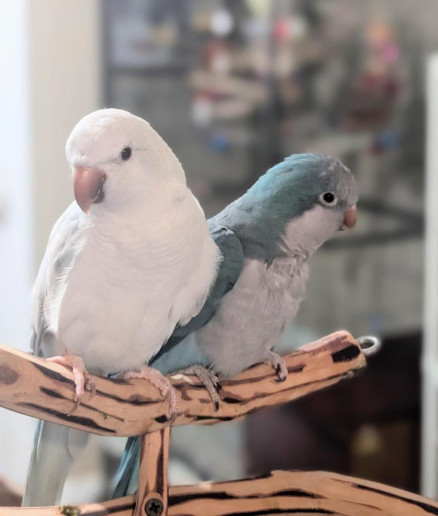 Enlarge Buffy, a Adoptable Quaker Parakeet in Ballwin, MO image 4/6