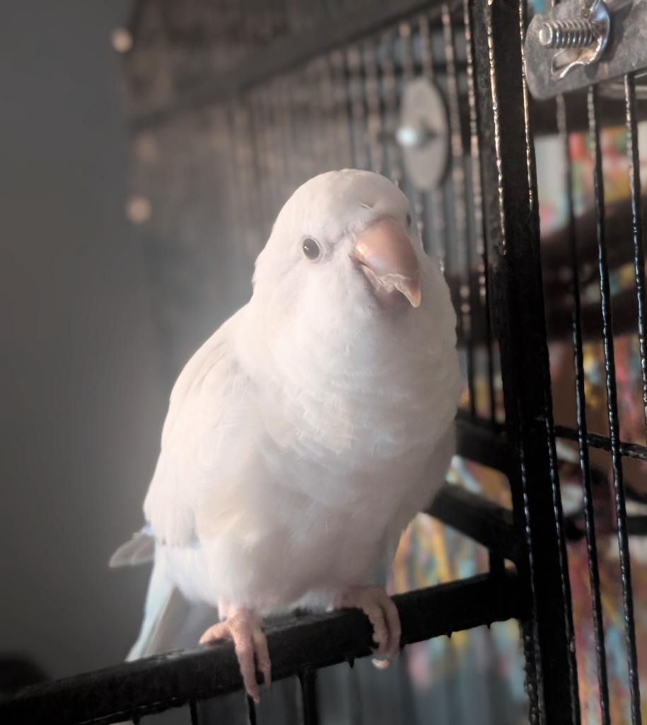 Enlarge Buffy, a Adoptable Quaker Parakeet in Ballwin, MO image 5/6