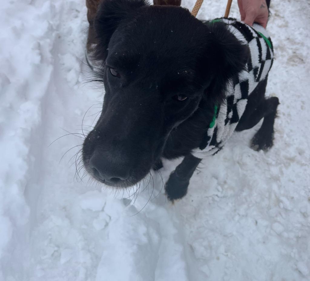 Blackie, Adoptable, Adult Male Retriever.