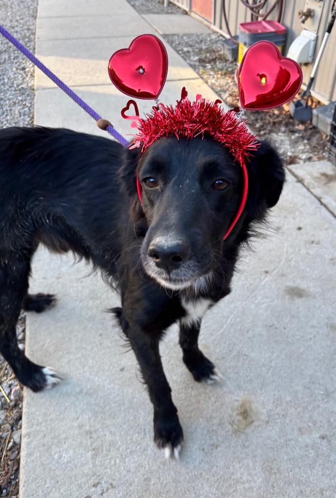 Enlarge Blackie, a Adoptable Retriever in Greencastle, IN image 2/5