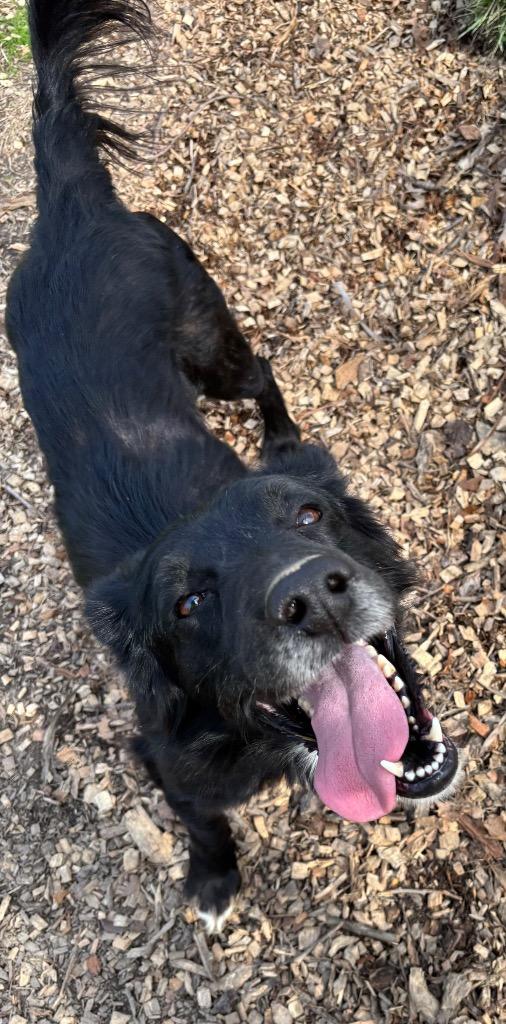 Enlarge Blackie, a Adoptable Retriever in Greencastle, IN image 3/5