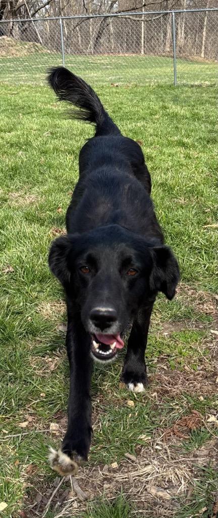 Enlarge Blackie, a Adoptable Retriever in Greencastle, IN image 4/5