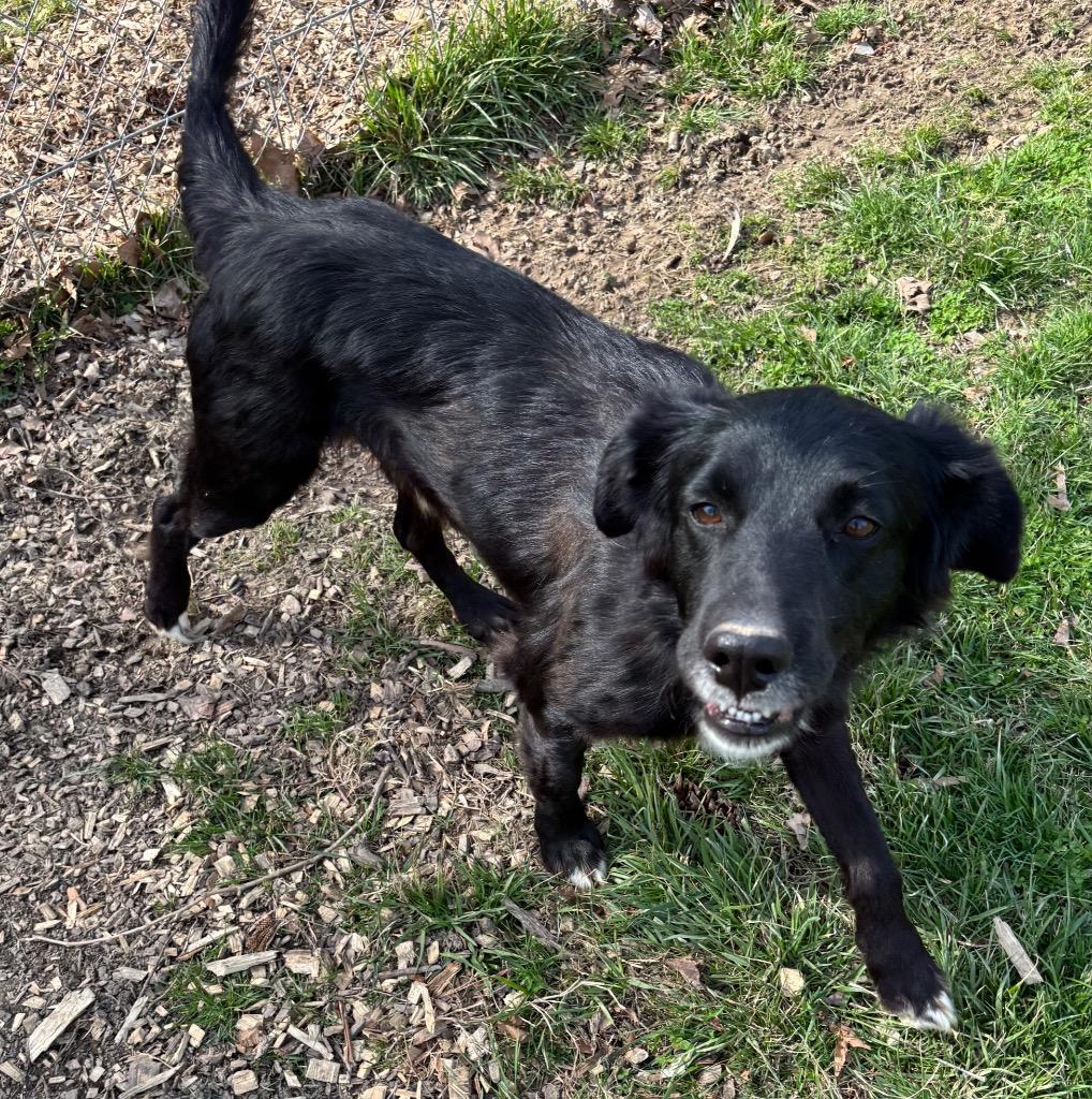 Enlarge Blackie, a Adoptable Retriever in Greencastle, IN image 5/5