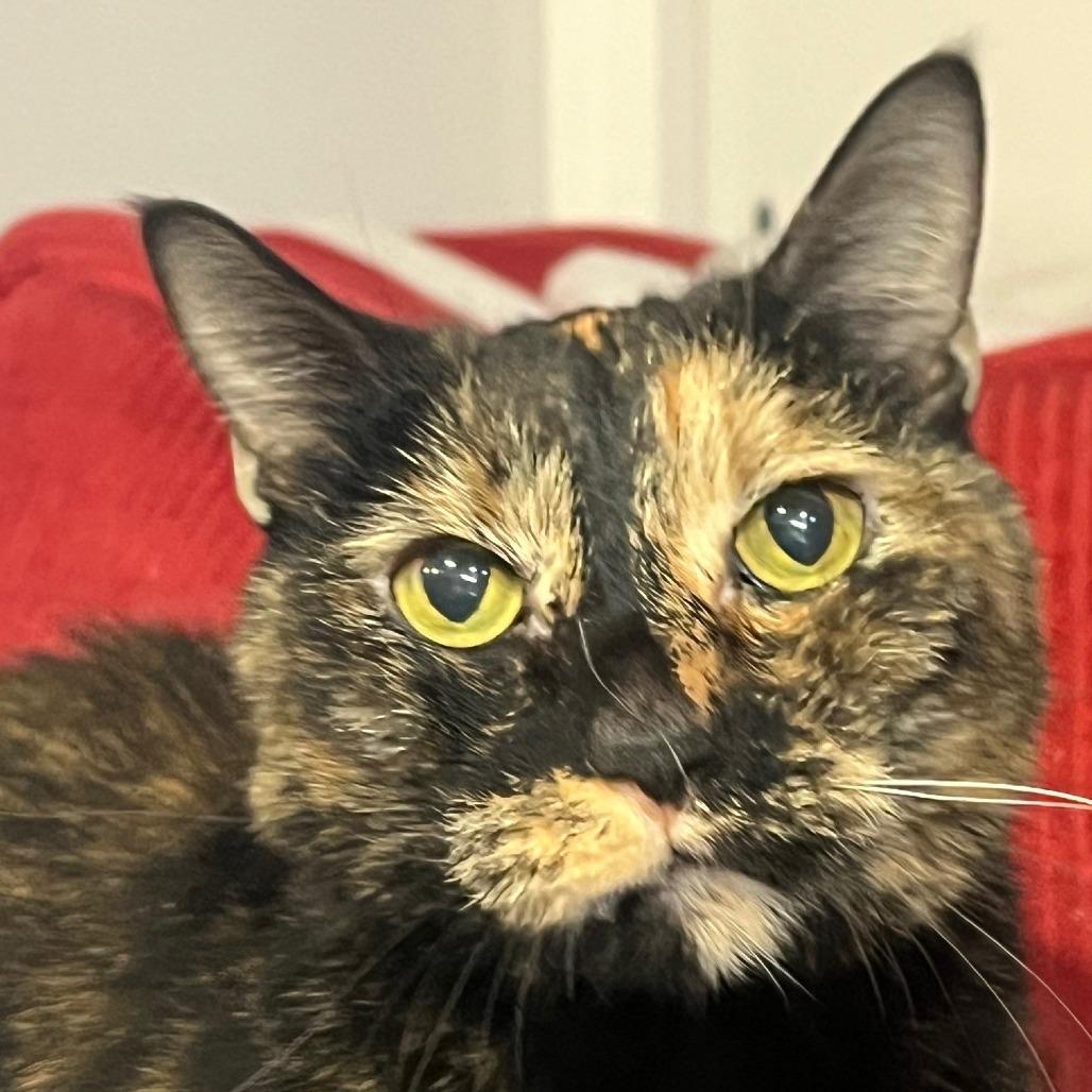 Luna, Adoptable, Senior Female Domestic Short Hair.