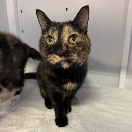 Enlarge Luna, a Adoptable Domestic Short Hair in Sarasota, FL image 2/5