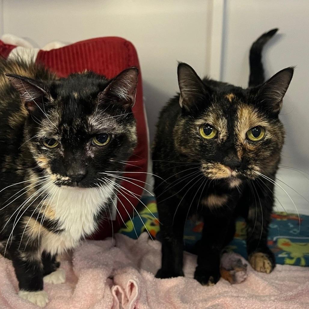 Enlarge Luna, a Adoptable Domestic Short Hair in Sarasota, FL image 3/5