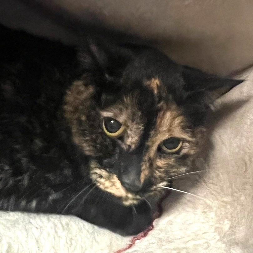 Enlarge Luna, a Adoptable Domestic Short Hair in Sarasota, FL image 4/5