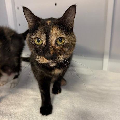 Enlarge Luna, a Adoptable Domestic Short Hair in Sarasota, FL image 5/5