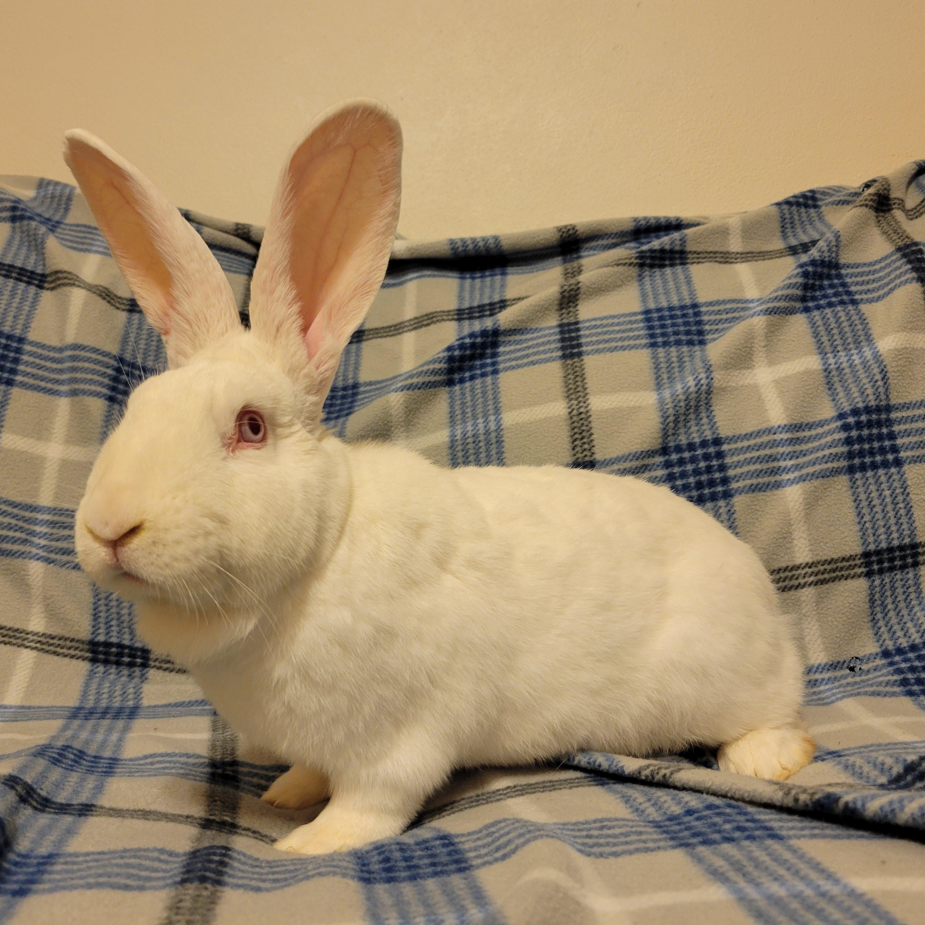 Sgt. Fluffernutter, Young Male unknown