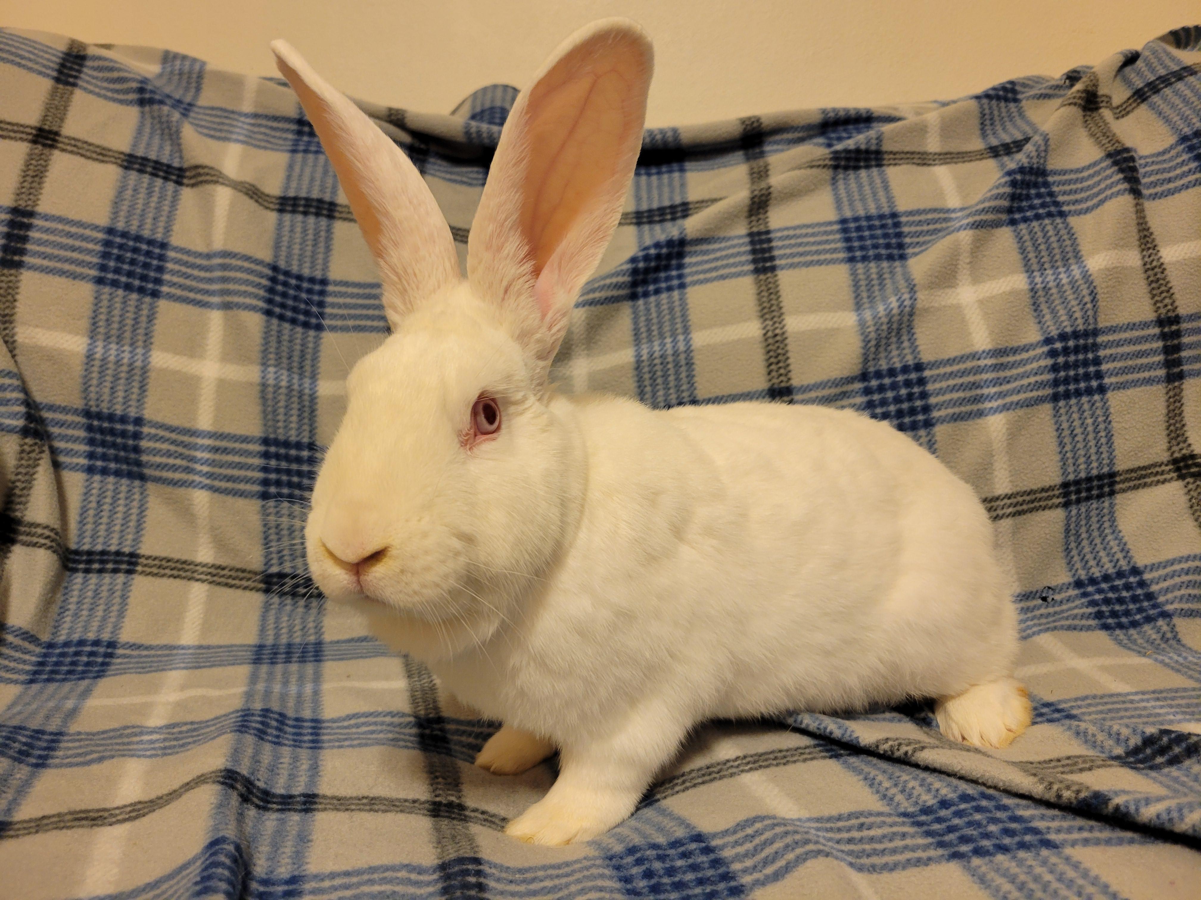 Sgt. Fluffernutter photo 4