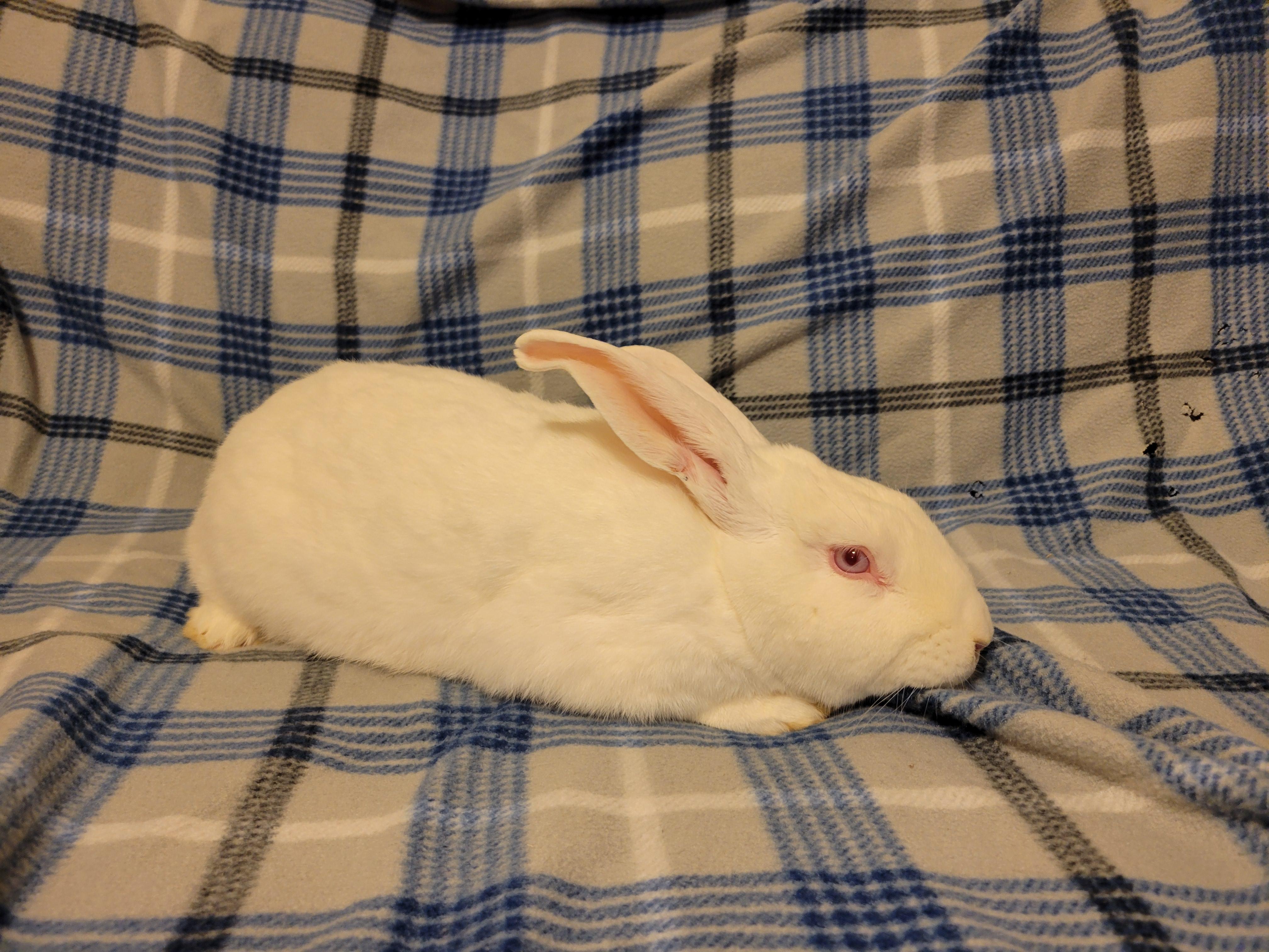 Sgt. Fluffernutter photo 2