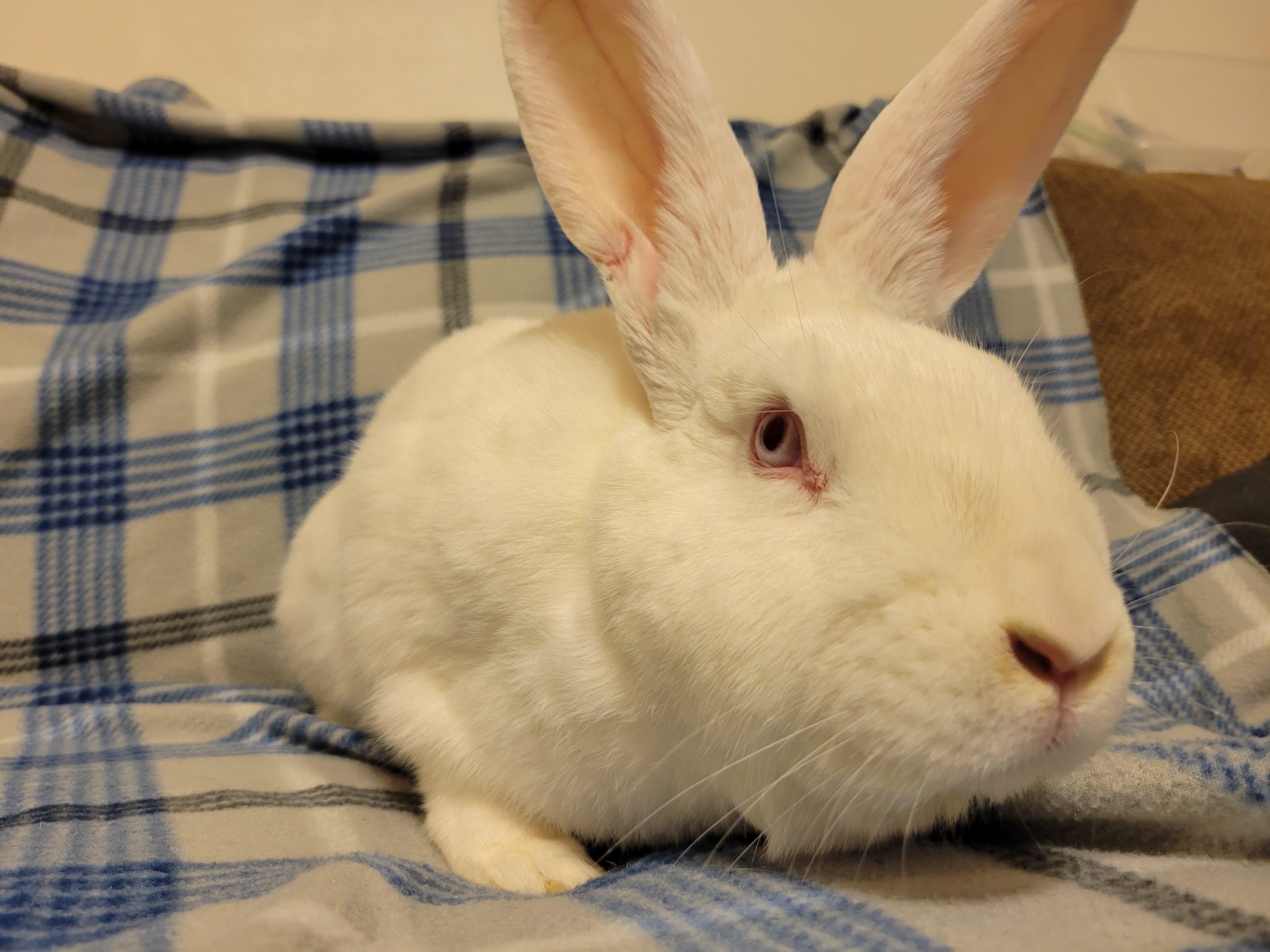 Sgt. Fluffernutter photo 3