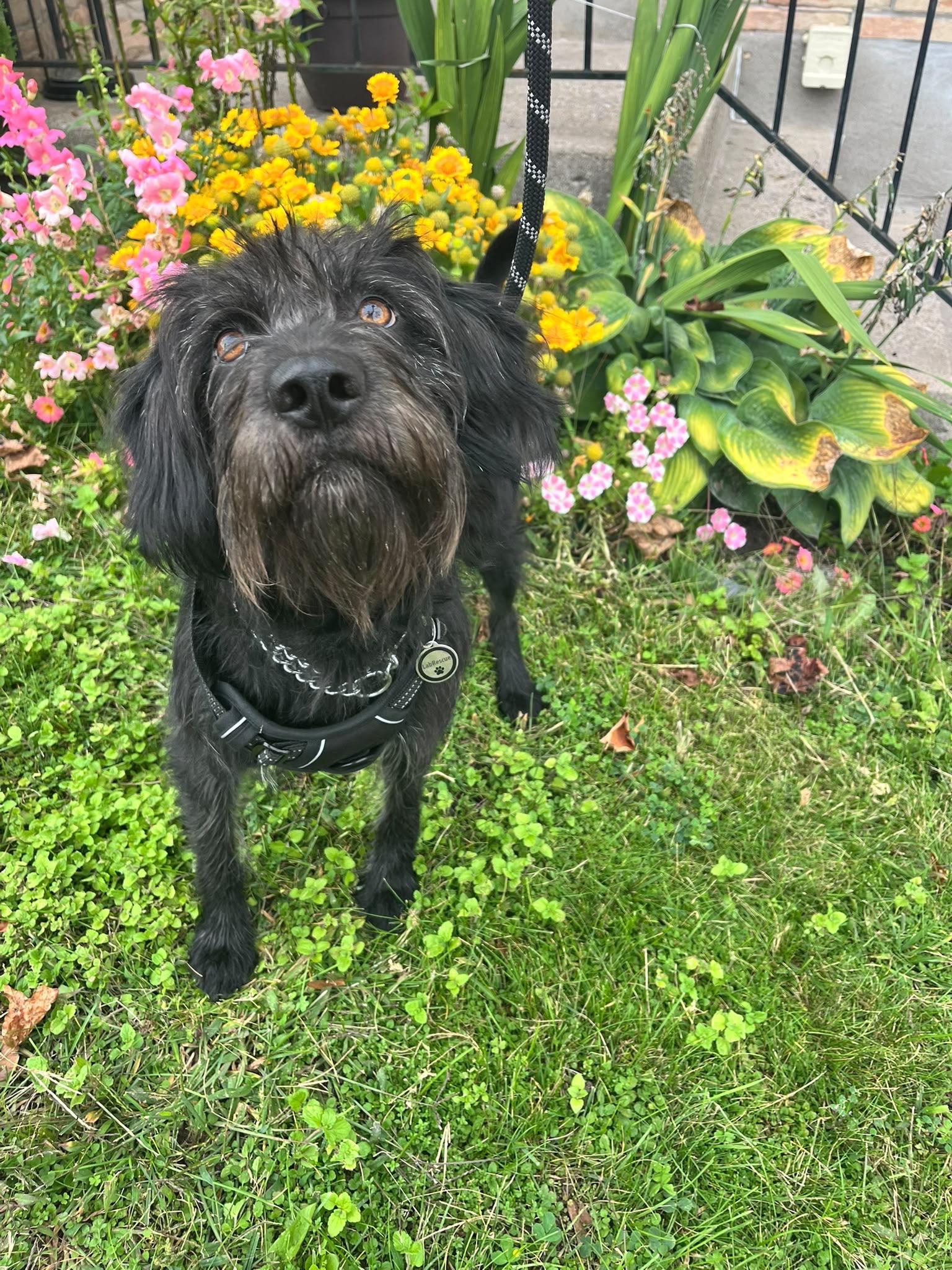 Enlarge Kiba, a Adoptable Portuguese Water Dog in Oakville, ON image 3/6