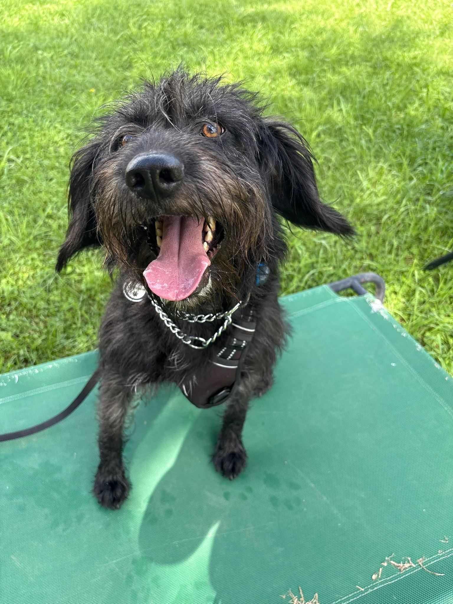 Enlarge Kiba, a Adoptable Portuguese Water Dog in Oakville, ON image 6/6